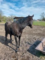 Reitbeteiligung Niedersachsen - Halvesbostel Vorschau