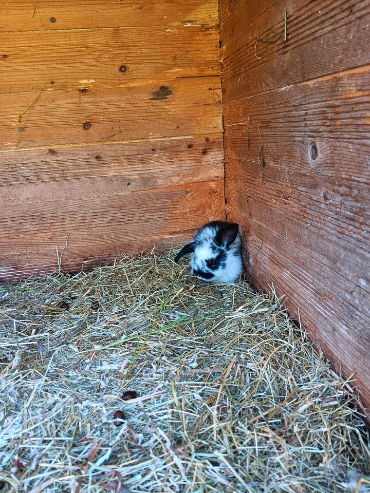 Verkaufe Widder Hasen in Schwendi