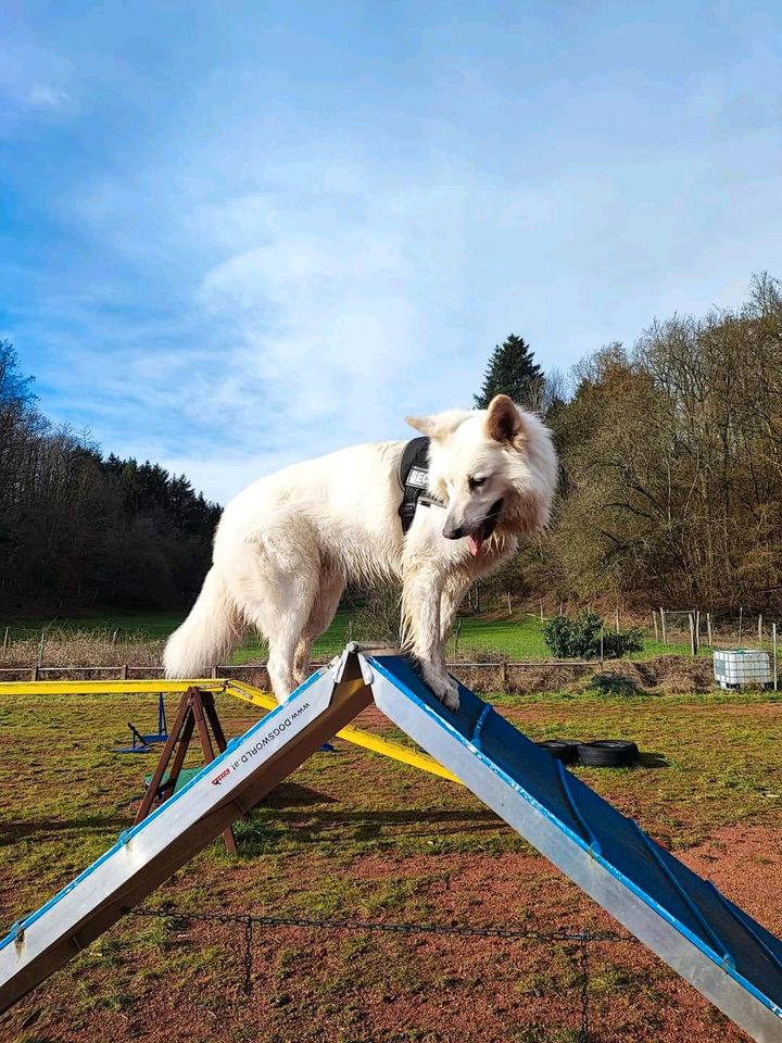 Hundewiese, eingezäunt in Zweibrücken