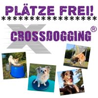 Crossdogging Niedersachsen - Wolfenbüttel Vorschau