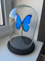 Schmetterling in Glaskuppel Morpho Saarland - Beckingen Vorschau
