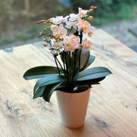 Orchidee Schmetterlingsorchidee Phalaenopsis Julia Mini Nordrhein-Westfalen - Neuenrade Vorschau