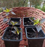 Chili Lila Blüten, da geht die Luzi ab!Such:Shiso, Tulsi, Kräuter Berlin - Treptow Vorschau