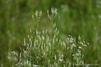 15 Samen Weißer Steinklee - gute Bienenweide, Insekten Bayern - Baldham Vorschau