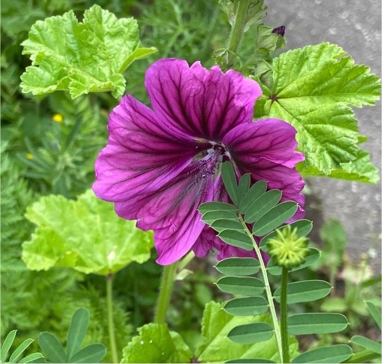 30 Samen Wilde Malve, Wildblume Insekten pflegeleicht Garten in Baldham