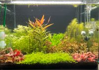 Aquarium Planzen Rotala Ludwigia Bayern - Neu Ulm Vorschau