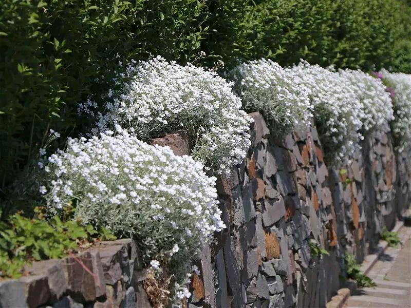 Bodendecker Zwerghornkraut, kompaktes Hornkraut, Silberteppich in Neuenhagen