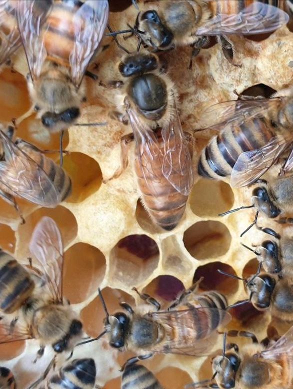 Bienen Ableger mit jungen F1 Buckfastkönigin in Drensteinfurt