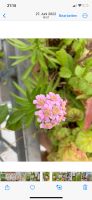 Pflanze für naturnahen Balkon: viel Sonne & Trockenheit Berlin - Charlottenburg Vorschau