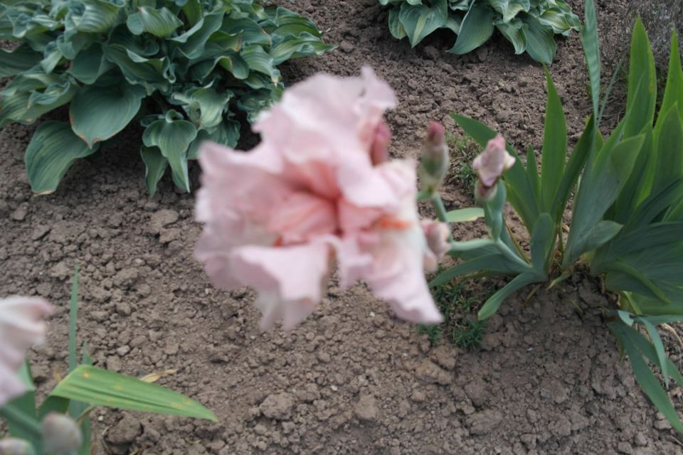 Lilien Pflox Winterastern Maiglöckchen Chilli rot u gelbe Paprika in Künzell