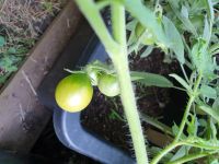 Grinch Tomate Samen aus dem eigenen Garten + 100 weitere Sorten Leipzig - Leipzig, Zentrum Vorschau