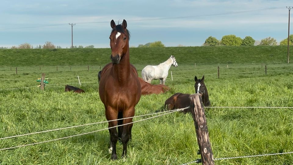 Trakehner Wallach zu verkaufen in Rees