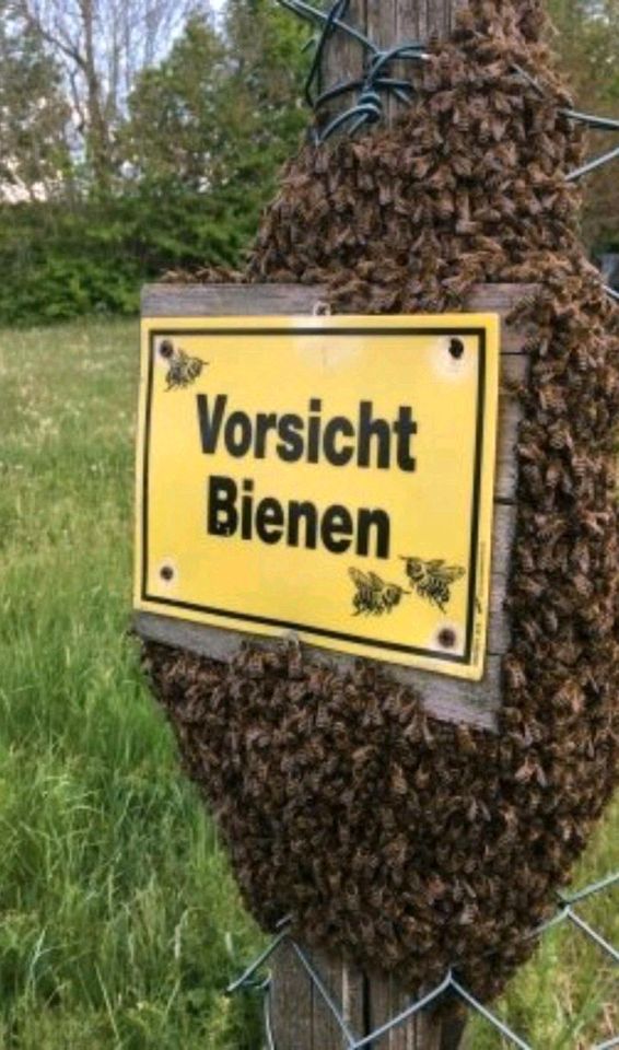Bienenschwarm in Ronshausen