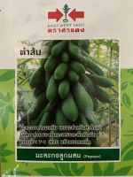 [tausche] Papaya Samen มะละกอ SomTam green Papaya ส้มตำไทย Brandenburg - Frankfurt (Oder) Vorschau