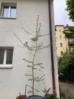 Ginko Baum 4m hoch schon eingetopft. Neuhausen-Nymphenburg - Neuhausen Vorschau