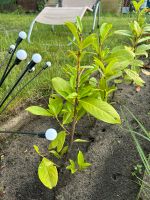 Kirschlorbeer (Prunus „Novita“) Hecke Brandenburg - Luckenwalde Vorschau