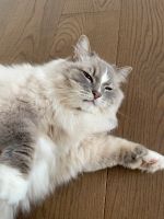 Ragdoll Katze sucht Zuhause Baden-Württemberg - Rheinstetten Vorschau