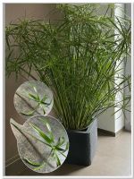 10 +2❗️Gratis Papyrus Wasserpalme  Zyperngras Cyperus Palme Rheinland-Pfalz - Adenau Vorschau