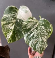 Monstera albo variegata bewurzelter Stammsteckling Pankow - Prenzlauer Berg Vorschau