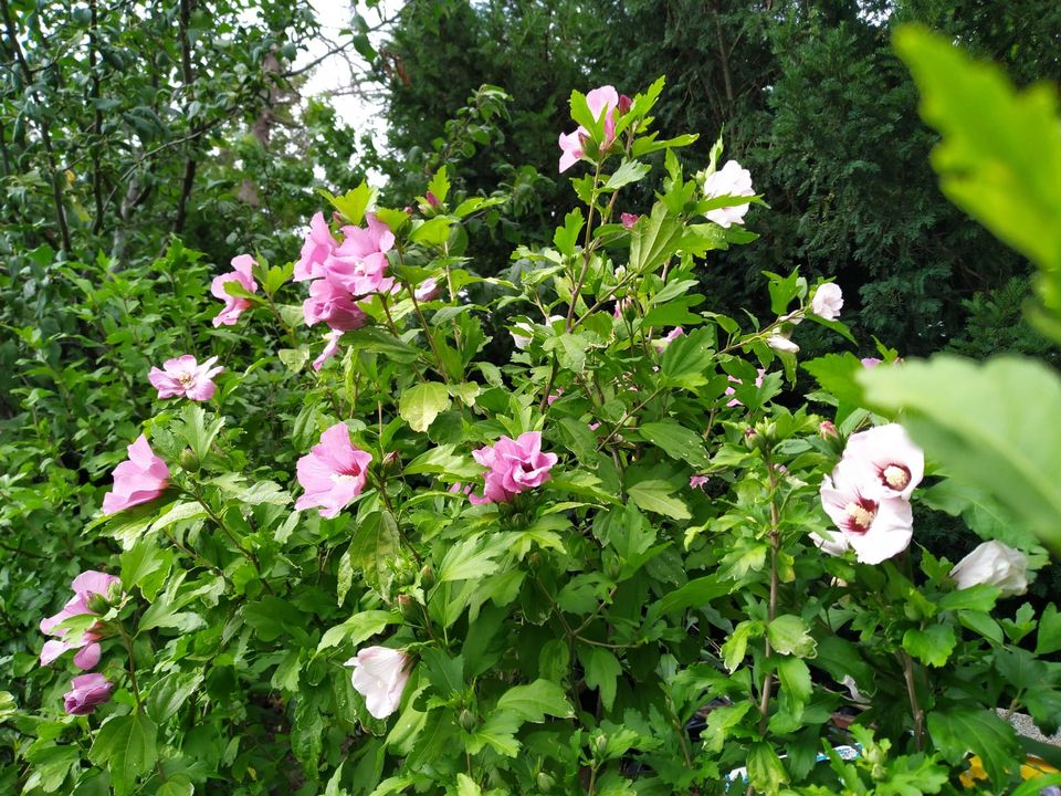 Hibiskus Eibisch weiß rosa Blüten ab 5€ in Duisburg