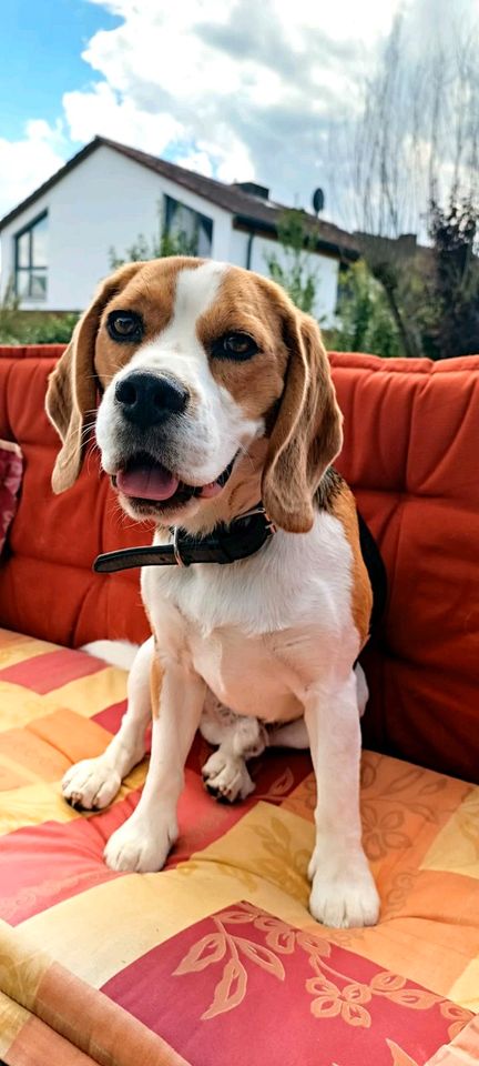 Beagle George in Medebach