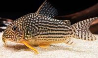 Corydoras sterbai, Gelbflossen Panzerwelse Bayern - Straubing Vorschau