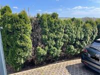 Thuja Smaragd Brbant Lebensbaum Saarland - Lebach Vorschau