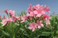 10 Samen Oleander(Nerium oleander) Rosenlorbeer, schöne Blüten, Rheinland-Pfalz - Langenbach Vorschau