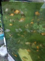 Thai Oranda Nachkommen aus eigener Zucht Nordrhein-Westfalen - Remscheid Vorschau