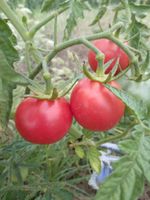 Berner Rose Bio Tomatensamen | samenfeste Stabtomaten Samen München - Altstadt-Lehel Vorschau