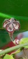 Ceropegia Carnosa Zulu Leuchterblume Cutting Ableger Bayern - Rain Lech Vorschau