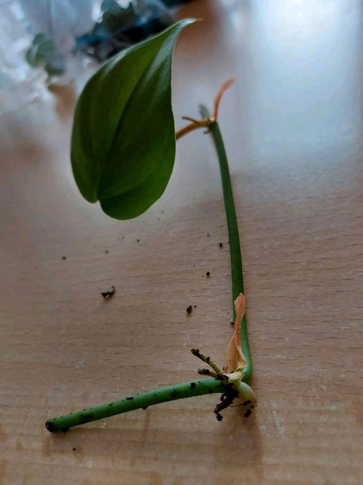 Philodendron scandens Ableger Steckling Zimmerpflanze Hängepflanz in Neresheim