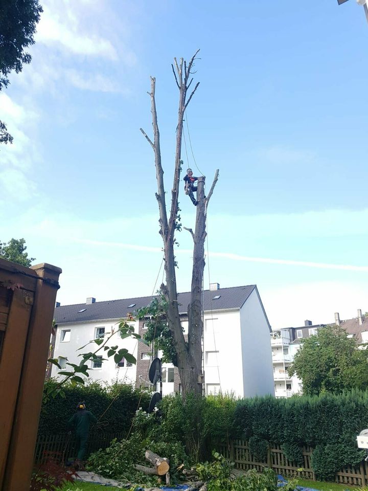 Bäume Fällungen, Baumfällung,  Wurzel fräsen, Hecke schneiden. in Essen