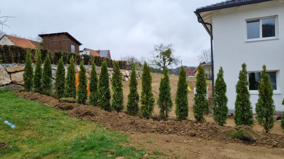 LEBENSBAUM THUJA SMARAGD BRABANT TOP HECKPFLANZEN in Memmingen