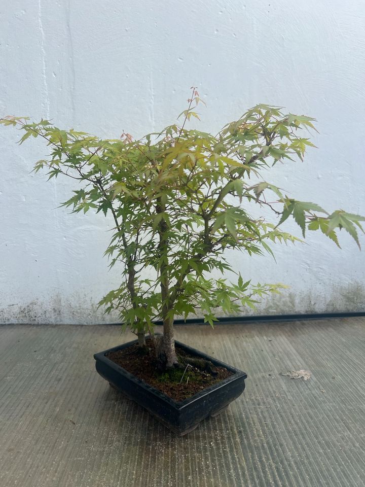 Bonsai Fächerahorn, Acer, Japnischer Ahorn, Schöne Pflanze in München