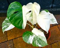 Monstera Variegata mit toller Panaschierung - High Quality - M50 Hessen - Obertshausen Vorschau