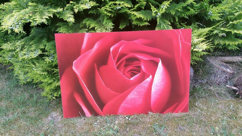 Hübsches ROSENPOSTER auf Holzrahmen in Stade