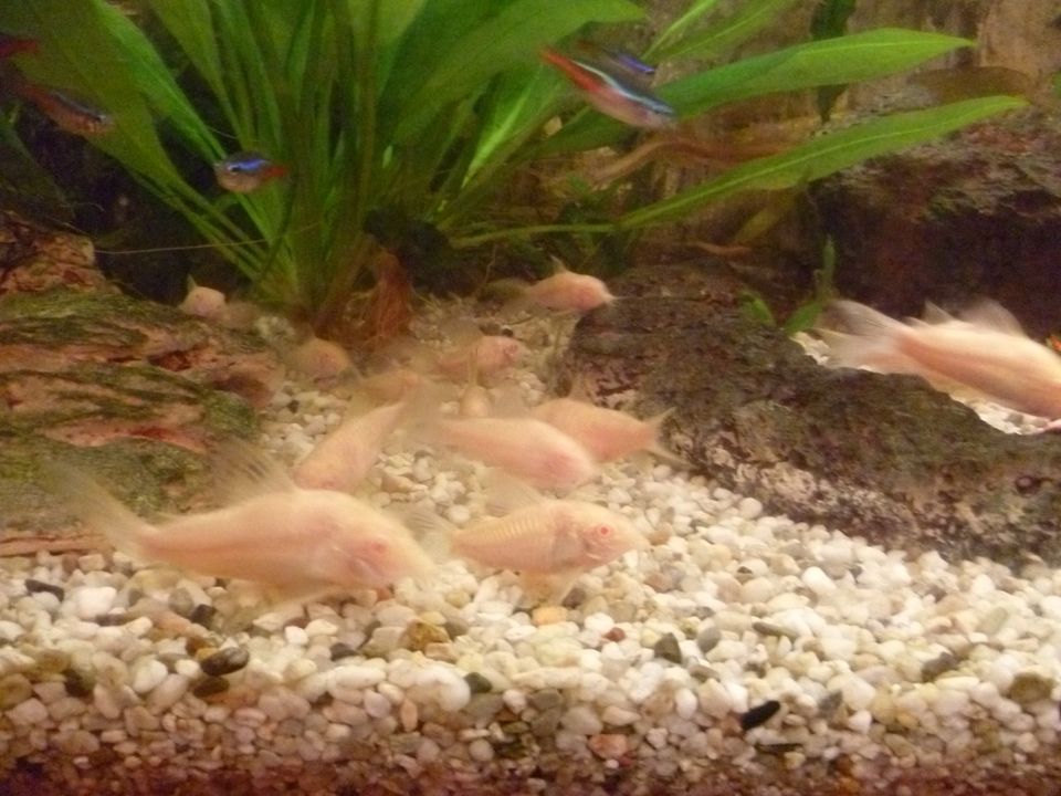 Fische Panzerwelse Albinos und Platies in Sassenburg