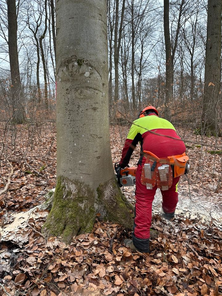 Motorsägenkurs, Kettensägenschein, Brennholzkurs in Fürstenberg/Havel