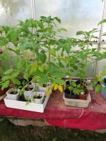 Tomaten Pflanzen verschiedene Sorten Hessen - Homberg Vorschau