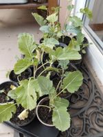 EWIGER KOHL Gemüse Pflanze Salat Smoothie BIO winterhart Strauchk Hessen - Burghaun Vorschau