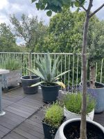 Große Agave Pflanze Balkon Terrasse Düsseldorf - Düsseltal Vorschau