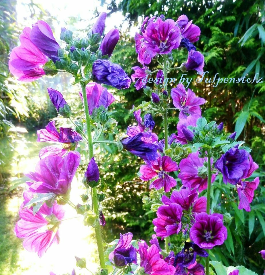 ♥ Maharadscha Malve,Samen,Malva Sylvestris Heilpflanze Staude in Hamburg