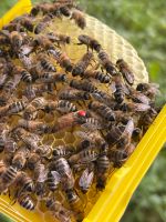 Buckfast Königinnen unbegattet/Jungfer Baden-Württemberg - Königsbronn Vorschau