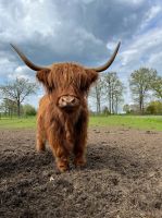 Schottisches Hochlandrind Highland Rinder Kühe Bullen Absetzer Nordrhein-Westfalen - Gronau (Westfalen) Vorschau