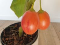 Tamarillo Ableger Pflanze Baumtomate 2 Jahre alt 90cm m. Übertopf Hessen - Ortenberg Vorschau