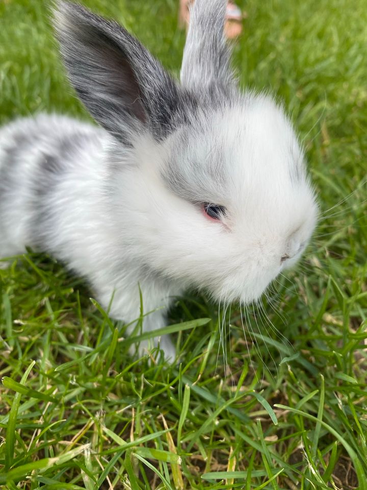 Miniloop zwerg Widder Kaninchen in Duisburg