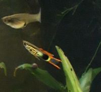 Snakeskin Endler Guppy Wildform Bayern - Lenggries Vorschau