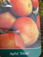 Obstbäume Apfel Nordrhein-Westfalen - Sonsbeck Vorschau
