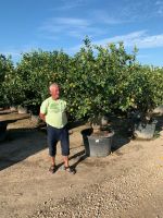 Citrus Limon "Fino"  Zitronenbaum,Rarität ab 60/70 bis 90/100cm Nordrhein-Westfalen - Recklinghausen Vorschau
